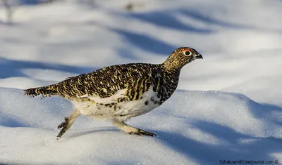 Куропатка, на цыпочках 😂! Архивное фото. Лето 2019. 🐤🐤🐤 Partridge.  #прогулка👣 #природа #калининградскаяобласть #вестисполей #куропатка… |  Instagram