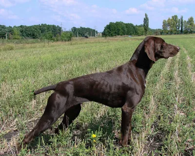 Курцхаар или немецкая короткошерстная легавая - Hunting dog