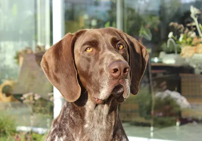 Немецкий курцхаар (German Shorthaired Pointer) (Породы собак) курцхаар  собака, курцхаар фото, курцхаар купить, щенки курцхаара, курцхаар собака  фото, собака немецкий курцхаар, немецкая легавая курцхаар Энциклопедия о  животных EGIDA.BY