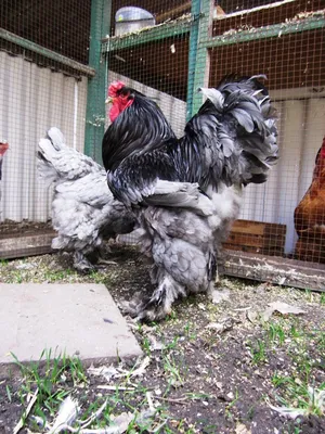 Брама куропатчатая и голубо-куропатчатая, 2018 The Brahma breed chickens -  YouTube