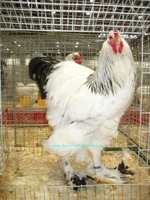 Мясные породы кур - Инкубационное яйцо - Куры породы Брама куропатчатая