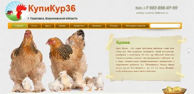 Куры брама куропатчатая инкубационн яйцо, Чигирин: Инкубационные яйца на  Agronet