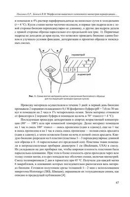 Полип эндометрия в матке — что это такое? | Клиника «Линия жизни» в Москве