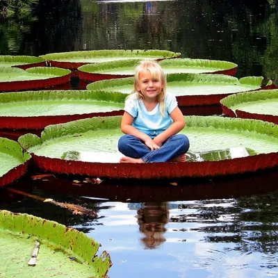 Коллекционный объект БСИ ДВО РАН: Nymphaea Nymphaea tetragona (Кувшинка  четырехгранная )