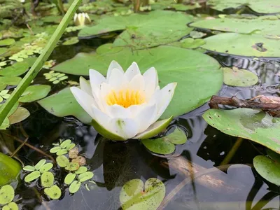 Кувшинка Морская роза (Nymphaea Daubenyana) 3 | Фотография