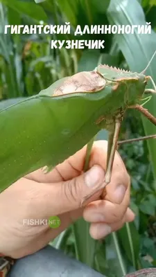 Кузнечик (лат. Tettigonioidea). Коллаж из фотографий кузнечиков обитающих  на территории России,Сибири фотография Stock | Adobe Stock