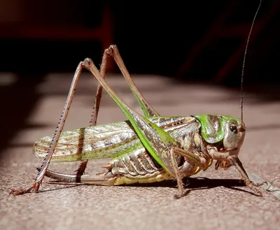 Кузнечик серый (Decticus verrucivorus) - Picture Insect