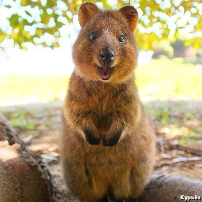 Квокка – самое счастливое в мире животное | Süße tiere, Australische tiere,  Tiere