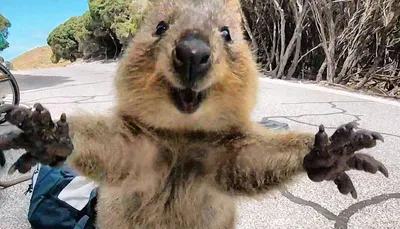 QUOKKA: The Australian \"smiler\" and the cutest animal | Interesting facts  about animals in Australia - YouTube