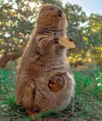 НОВИНКА 1 долар 2023-Австралія - Фауна-Квока (Quokka)- срібло 1 Oz-від 1  грн! — Покупайте на Newauction.org по выгодной цене. Лот из Львовская,  Львовская обл. Продавец Coins-Proof. Лот 271092303368921