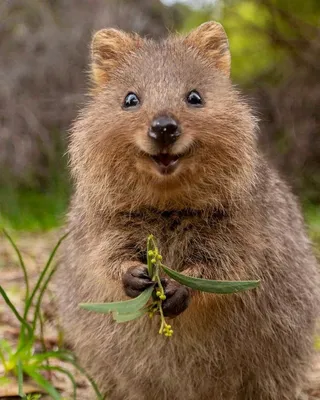 Маленькое и пушистое: квокка - самое счастливое животное в мире (Фото) -  Телеграф