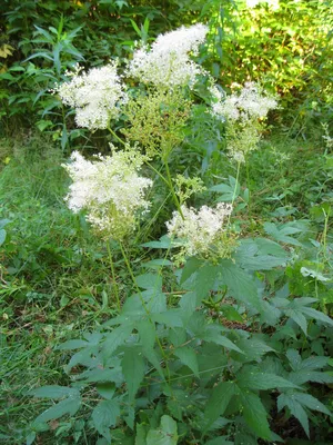 Царица лугов — Лабазник вязолистный (Filipendula ulmaria) – Народные проекты