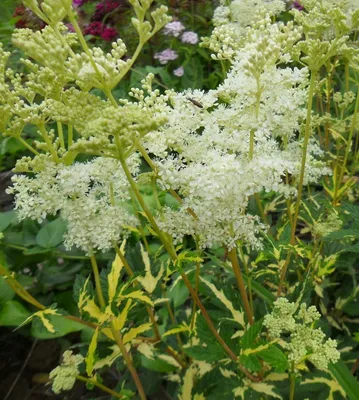 Лабазник обыкновенный (Filipendula vulgaris) - описание сорта, фото,  саженцы, посадка, особенности ухода. Дачная энциклопедия.