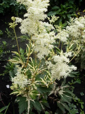 Купить Лабазник вязолистный Вариегата Filipendula ulmaria Variegata - в  питомнике Флорини