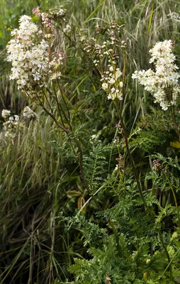 Царица лугов — Лабазник вязолистный (Filipendula ulmaria) – Народные проекты