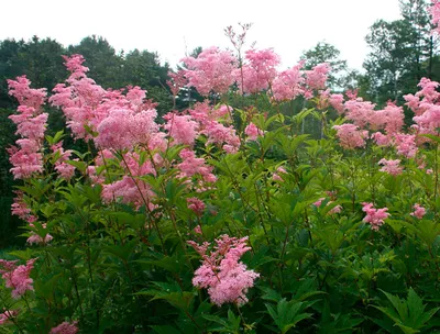 Таволга вязолистная, или Лабазник вязолистный, или Таволожник (Filipendula  ulmaria) фотография Stock | Adobe Stock