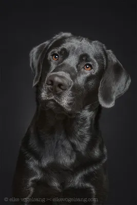 Картинки по запросу парень черный лабрадор | Black labrador retriever,  Labrador dog, Labrador retriever dog