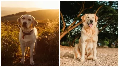 Лабрадор-ретривер: характер, внешность, 🐕 вес, уход, содержание, фото