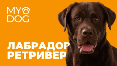 коричневый лабрадор с карими глазами, картинка коричневой собаки, собака,  Hd фон картинки и Фото для бесплатной загрузки