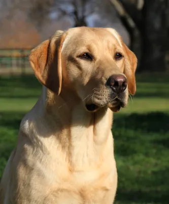 Лабрадор-ретривер: страстный охотник, примерный семьянин, пёс-спасатель,  верный друг и просто хороший мальчик | Пёсико | Дзен