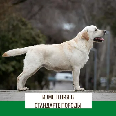 Корм для взрослых собак породы лабрадор-ретривер, Royal Canin Labrador  Retriever Adult купить с доставкой в интернет-магазине зоогастроном.ру