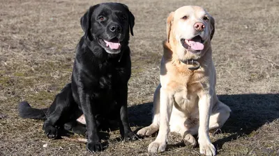 Купить - Labrador Retriever Adult Royal Canin (Роял Канин) Лабрадор ретривер  старше 15 месяцев 3 кг цена в Украине | Состав, отзывы