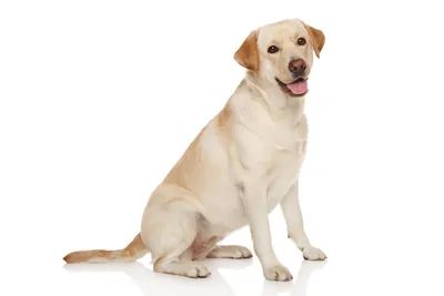 ROYAL CANIN LABRADOR ADULT сухой корм для взрослых собак породы лабрадор- ретривер от 15 месяцев 12 кг