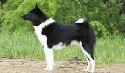 Западно сибирская лайка (West Siberian Laika) (Породы собак) лайка собака,  лайка фото, щенки сибирской лайки, купить лайку, породы лаек, щенки лайки,  продажа лаек, купить сибирскую лайку Энциклопедия о животных EGIDA.BY