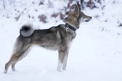 Восточно-сибирская лайка (East Siberian Laika) (Породы собак) породы лаек,  купить сибирскую лайку, сибирская лайка фото, щенки лайки, купить лайку,  лайка собака, купить щенка лайки, лайка цена, западная лайка Энциклопедия о  животных EGIDA.BY