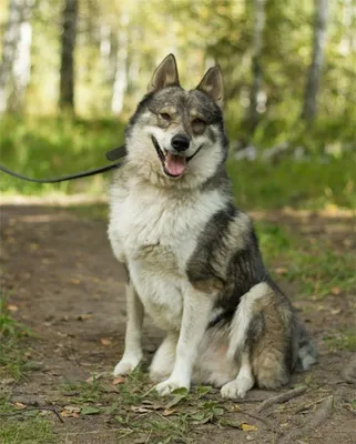 Найдена собака Лайка в ОДНТ, фото в VK | Pet911.ru