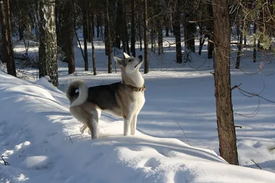 Купить Лайку в Москве 🐶 цены на щенков и собак