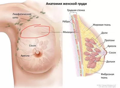 Лактостаз, застой молока - короткая инструкция - Вера Яковенко -  консультант по грудному вскармливанию ГВ АКЕВ, Москва, Реутов, Люберцы