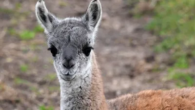 красивая лама милое видео, альпака, милые картинки ламы, лама фон картинки  и Фото для бесплатной загрузки