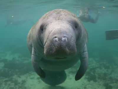 Бесплатное изображение: Ламантин, trichechus manatus latirostris, фото  крупным планом, подводный,