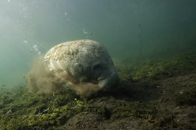 Pin by Mariasonurova on Ламантины | Manatee, Sea animals, Animals