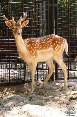 Европейская лань (Dama (Cervus) dama) — Зоопарк «Лимпопо» г. Нижний  Новгород – Нижегородский зоопарк