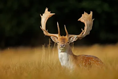 Европейская лань (Dama (Cervus) dama) — Зоопарк «Лимпопо» г. Нижний  Новгород – Нижегородский зоопарк