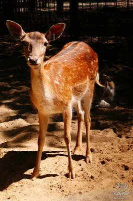 Европейская лань (Dama (Cervus) dama) — Зоопарк «Лимпопо» г. Нижний  Новгород – Нижегородский зоопарк