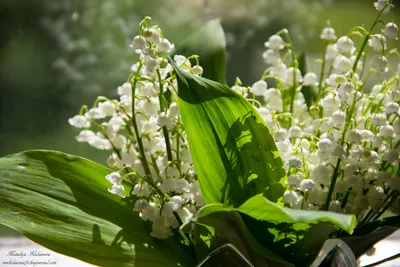 Ландыши - 82 фото нежного цветка с опасным утонченным запахом