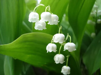 Весенние цветы Ландыши (52 фото) - 52 фото