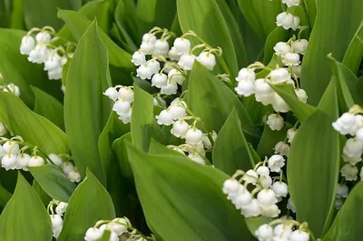 Купить ландыши в Москве | Интернет-магазин цветов dakotaflora.com