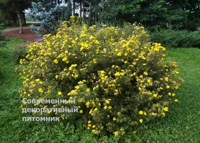 Купить Лапчатка Голдфингер Potentilla fruticosa Goldfinger - в питомнике  Флорини