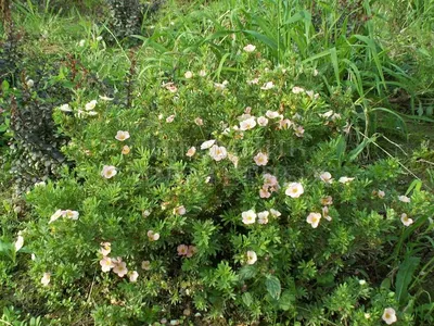 Купить Лапчатка Пинк Квин Potentilla fruticosa Pink Queen - в питомнике  Флорини