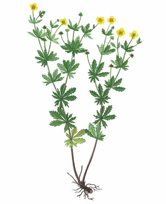 Лапчатка прямостоячая – Potentilla erecta (L.) Raeusch. « Красная книга  Томской области | ОГБУ \"Облкомприрода\"