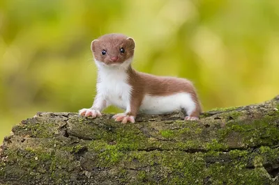 Обыкновенная ласка (лат. Mustela nivalis)