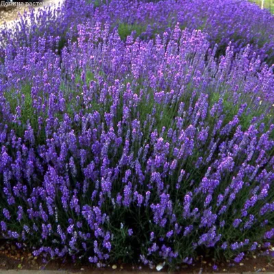 Лаванда | Photography inspiration portrait, Lavender fields photography,  Photography poses women