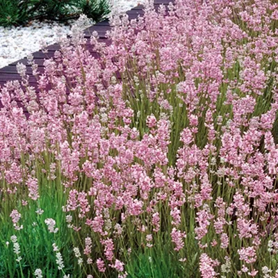 Букет из лаванды и пшеницы, маленький, купить в Екатеринбурге | Flowers  Valley