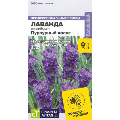 Лаванда Узколистная Розеа – купить саженцы и рассаду в интернет-магазине  Лафа с доставкой по Москве, Московской области и России