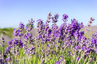 Лаванда французская Бандера Темно-розовая Lavandula stoechas Bandera Deep  Rose - купить семена цветов с доставкой по Украине в магазине Добродар