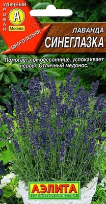 Лаванда в Крыму - где и когда цветет? Лавандовые поля - фото, экскурсии,  как добраться - Азовский